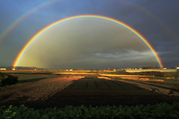 田んぼにかかる大きな半円の虹