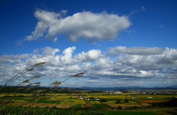 稲穂と紺碧の空