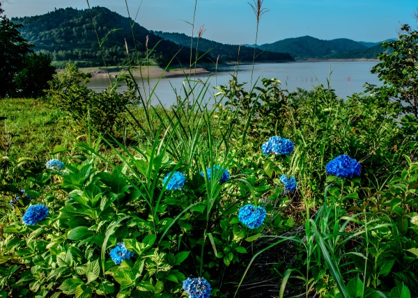 紫陽花萌える