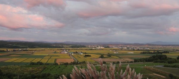 黄金色に染まる田園風景