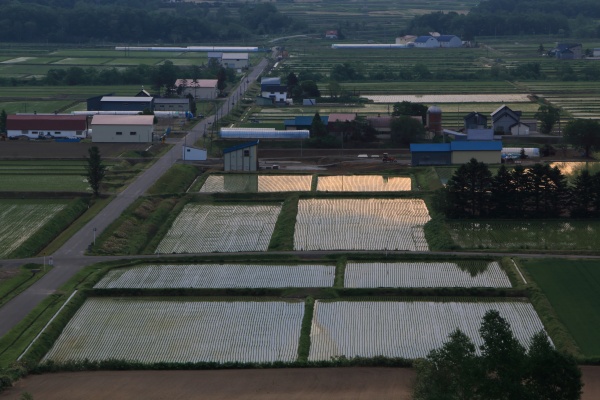 朝の静かな田園風景