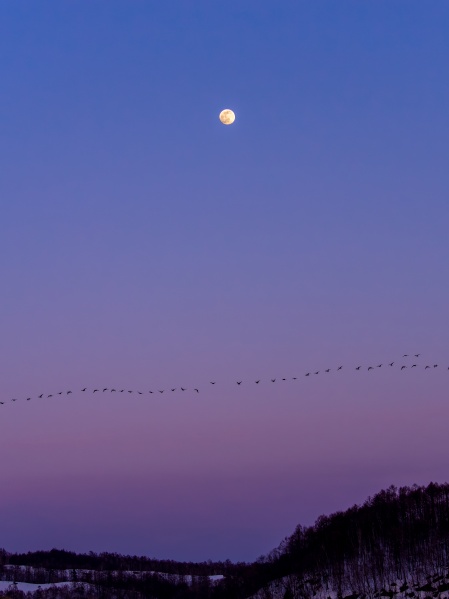 渡り鳥北へ