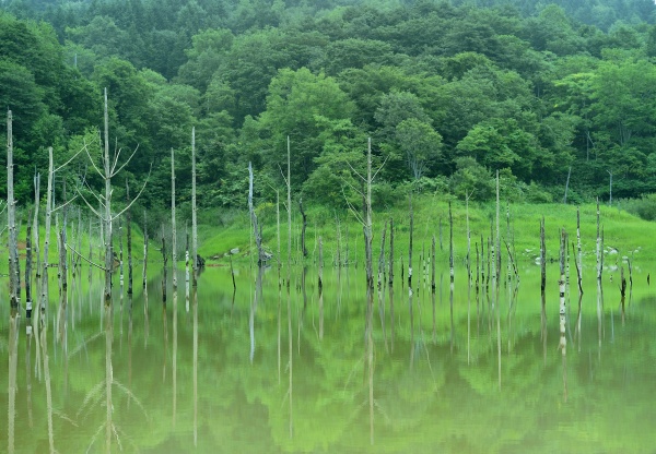 鏡のようなホロピリ湖