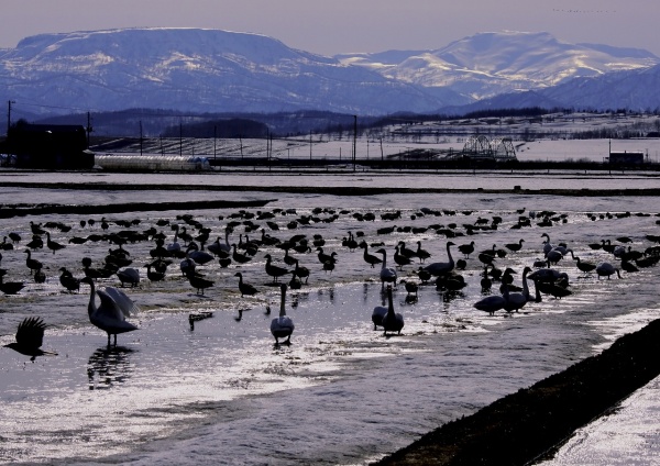 湖の白鳥達